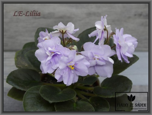 LE-Liliia